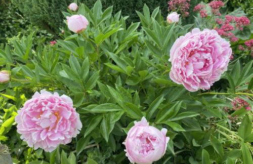 Ferienwohnung Roth, Unlingen - Foto 30