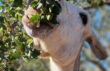 Ao Sabor do Vento (+12 ) - Foto 21