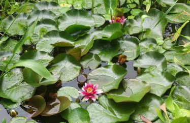 Colmar Friends and Familly guest home - ALL INCLUSIVE - COLMAR Gare - Jardin - Combles et Vous - Foto 65