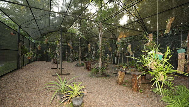 Stroll through the orchidarium