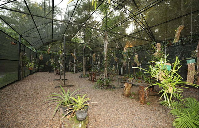 Museu da Amazônia Tour - Photo 4