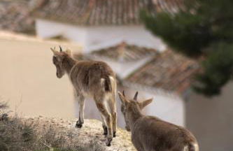 La casita del Cerro - Foto 4