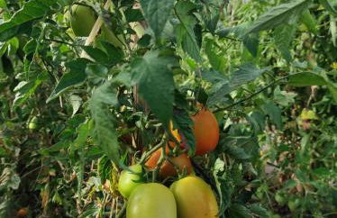 Quinta Damigo - Foto 71