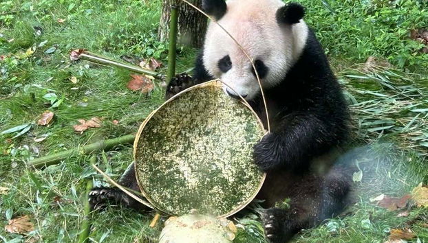 Um urso panda com uma badeja de bambu