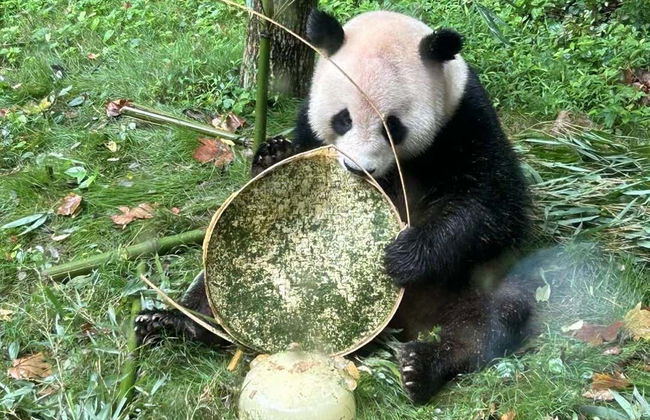 Volontariat dans la réserve de pandas de Dujiangyan - Photo 4