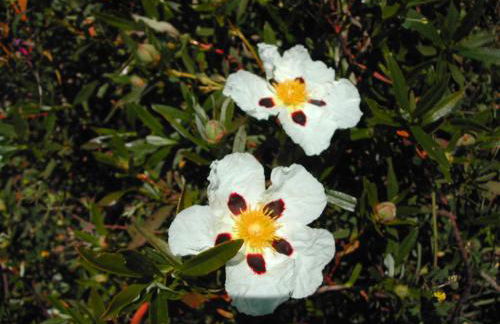 Ponta Branca Beach House - Foto 30