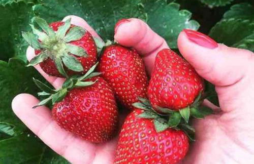 Casa do Vale-Villa with private pool and garden - Foto 40