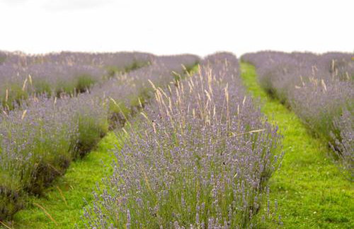 Lavanda farm apartmani - Foto 87