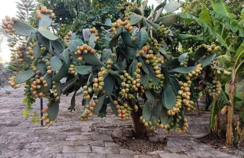 Masseria La Maestà - Ospitalità Rurale Famigliare - Foto 11