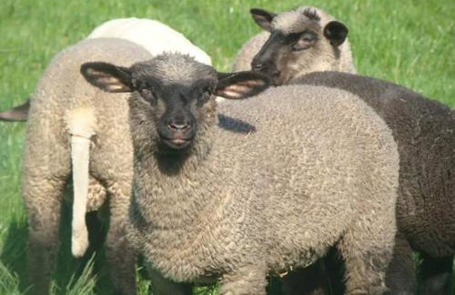 Gospodarstwo Agroturystyczne Leśna Polanka - Foto 5