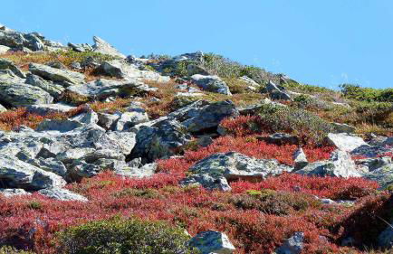 Gîte chalet la Bergerie de Sentantony - Val d'Azun - Montagne Pyrénées - Photo 44