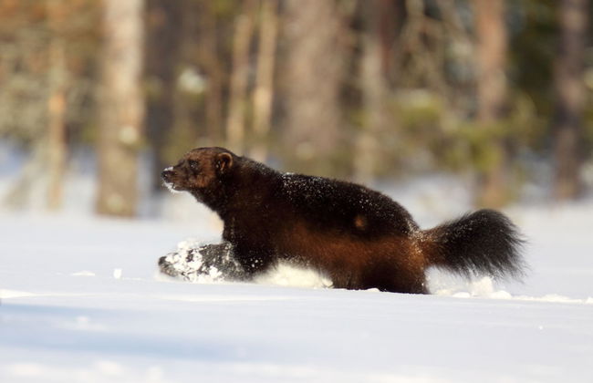 Bear Centre - Foto 15