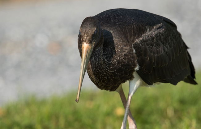 Steigmatt Bauernhof - Erlebnis - Foto 26