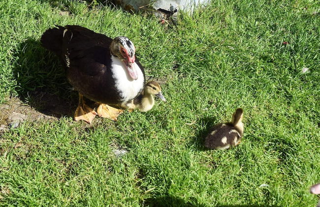 7 Person Holiday Home in Vagland - Photo 16