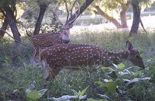 Nueces River Cabins-Pecan Cabin - Foto 15