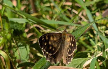 Traumkrone Ferienwohnungen - Wiesengrün - Foto 40