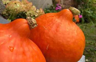 Ferienwohnung Kroppenmühle - Foto 26