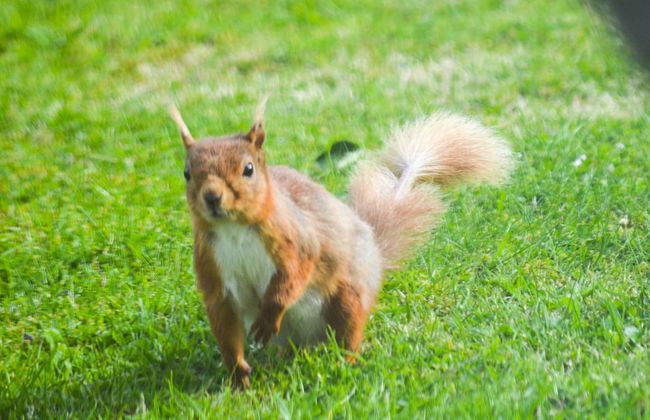 Netherton Farm Lodge - Foto 50