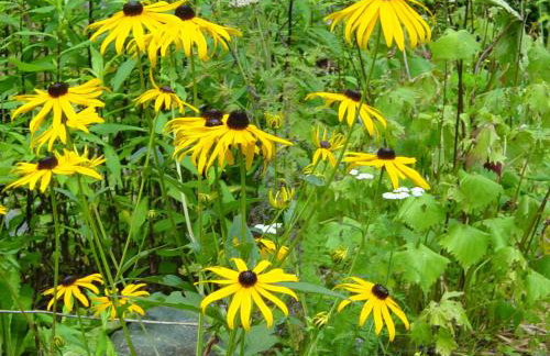 Roaring Creek - Photo 19