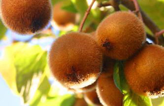 Haus Marta - Foto 28