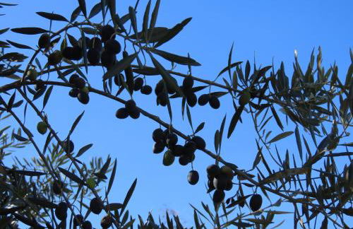 Monte Além Tejo - Foto 44