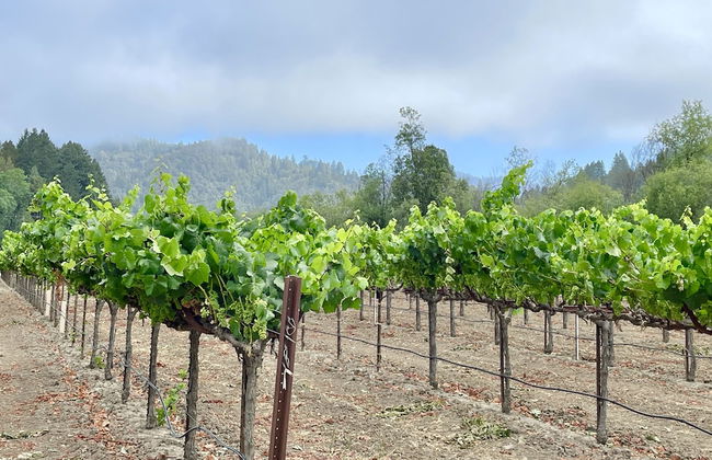 Surrey Resort - Foto 21