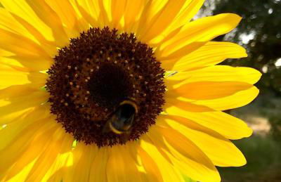 Quinta da Trombeta - Foto 21