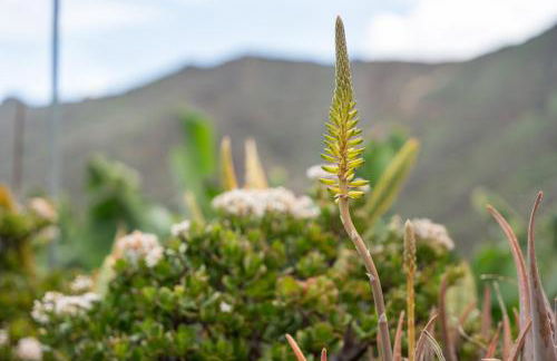 La Estrella - Foto 30