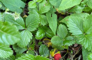 Gauro casa vacanze - Foto 73