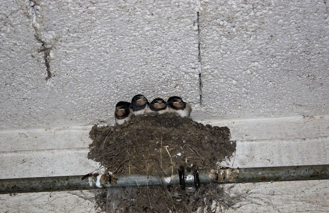 Spacious Apartment in Wehrhalden near Cross Country Skiing - Foto 34