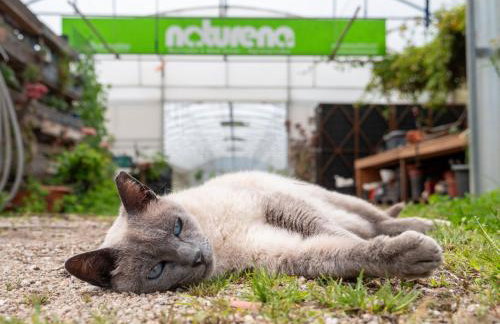 Naturena Agro-Turismo - Foto 40