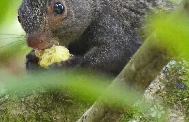 Treetop 'jungle Like' Escape in San Ignacio Your Belize Oasis Awaits! - Foto 10