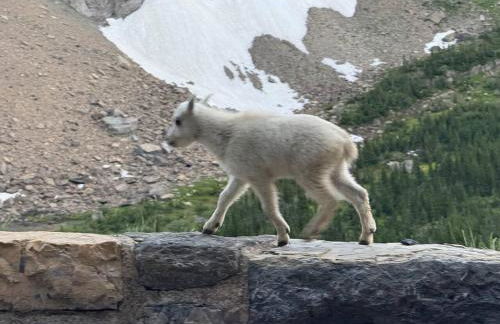 Glacier Mirador-A Fortress overlooking the Rockies Part of the Glacier Ridge Vacation Rentals - Foto 29