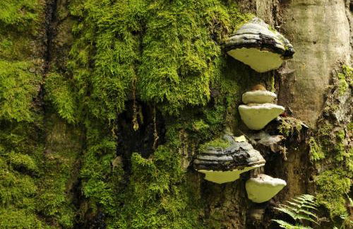 Ferienwohnung Am Weltnaturerbe Grumsin - Foto 15