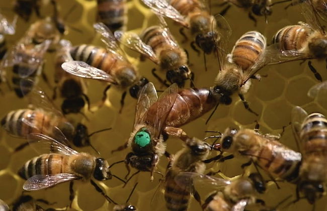 Agriturismo Borgo il Mezzanino - Foto 51