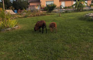 Chalet confort avec petit dejeuner - Foto 35
