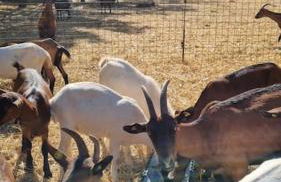 Agriturismo - La capra amaltea - Foto 49