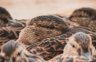 Stylish lake home with private beach, dock and firepit for swimming, kayaking, hiking - Foto 64