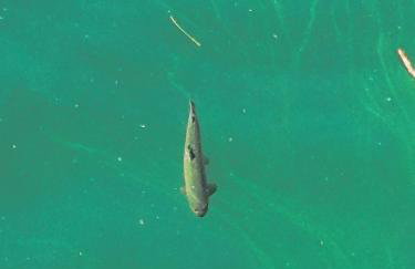 Apartman Mali raj - Foto 66