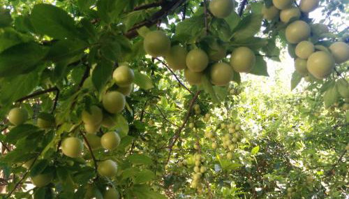 Varagoulis Giannis & Lenas Apartments - Foto 4, Garden