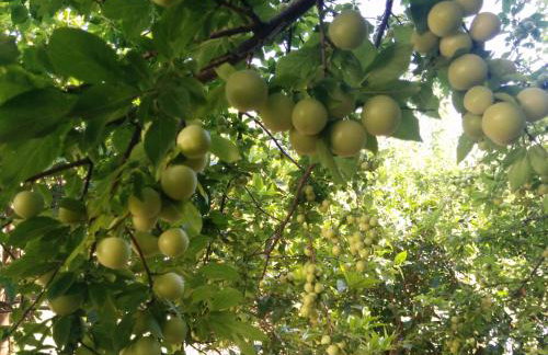 Varagoulis Giannis & Lenas Apartments - Foto 4