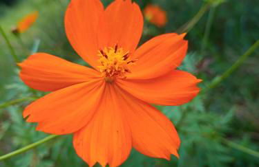 Carneiro Caiçara chalés- Casinhas aconchegantes em Ubatuba - Foto 50