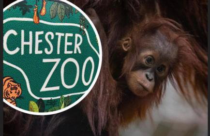 The Highfield Chester. - Foto 43