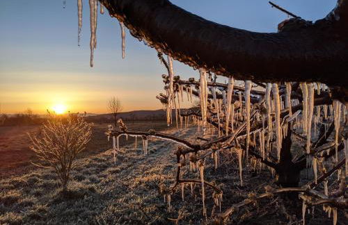 Ferienhof Schlössle - Foto 4