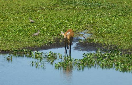 Pousada São João - Estrada Parque Pantanal - Photo 44