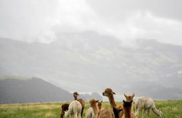 Glencartholm Farm by Wigwam Holidays - Foto 12