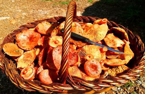 Allotjaments Vall de Muntanyes - Foto 32