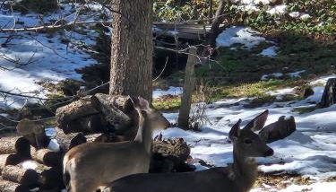 -Serendipity Lodge at Yosemite- BBQ-Full Kitchen-King Bed - Foto 3