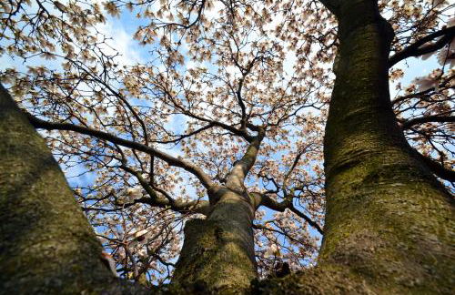 La Gallina - Foto 25