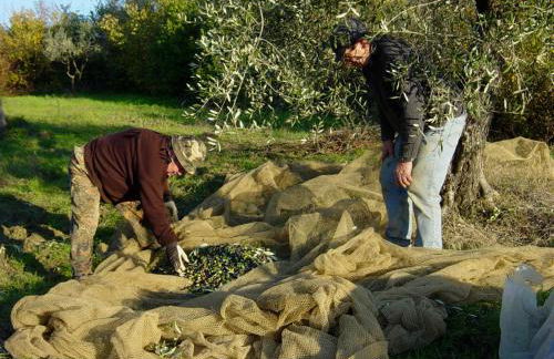 Castello di Cafaggio - Foto 39